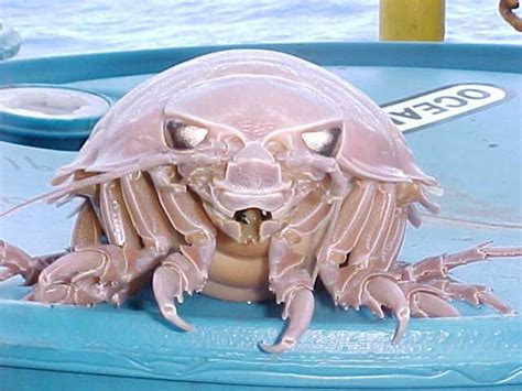  Giant Isopod:  A Deep-Sea Dweller That Looks Like A Giant Pillbug But Eats Dead Whales!