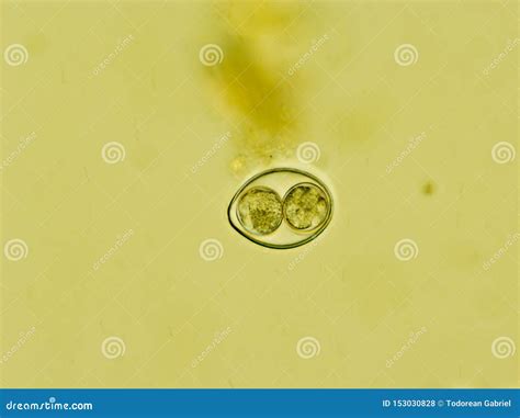  Isospora! A Tiny Parasite with a Giant Impact on Animal Health