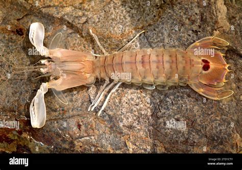  Squilla - Miksi tämä merimatoilla varustettu crustacea on merenpohjan leijona?