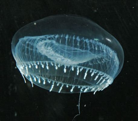   Aequorea victoria! A Tiny Jellyfish Illuminating Our Understanding of Life