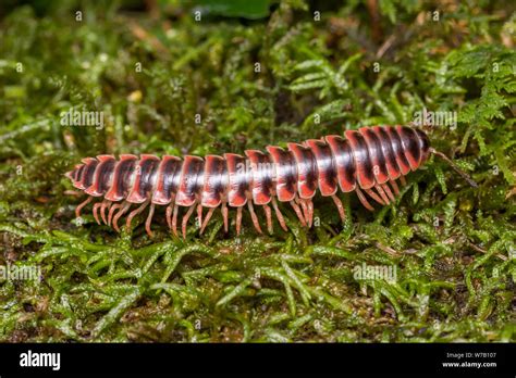  Eurasian Flat-Backed Millipede:  Experience Its Ancient Ancestry and Witness the Delightful Decomposers of the Forest Floor