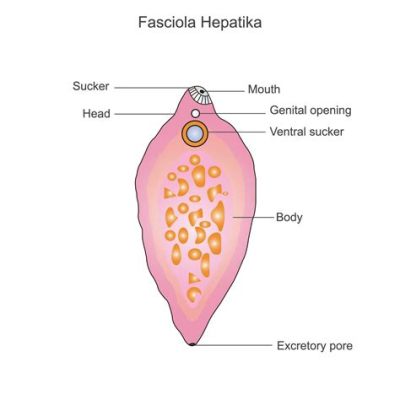  Fasciola hepatica: Elävä maksanruukku - onko se todella paras ystävämme?