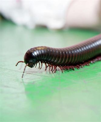  Giant Millipede: A Delightful Detritus Devourer With an Unforgettable Exoskeletal Embrace!