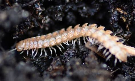  Okapi Millipede: A Woodland Wanderer With Thousands of Tiny Feet Seeking Shelter Under Rotting Logs!