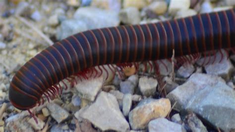  Utah Millipede - A Crawling Carpet With Legs For Days: Unveiling The Mysteries Of This Fascinating Arthropod